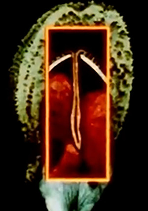 Maternal Language Part 1: The Construction of Maternal Form & its Adaptation to Absent Sexual Vitality