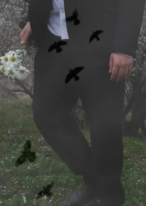 When Birds Fly