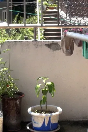 Who Does the Chores?​